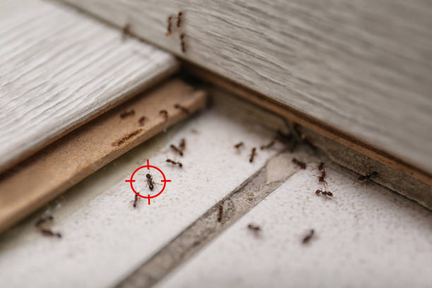 Best Ant Control Services  in Yorkvle, IL