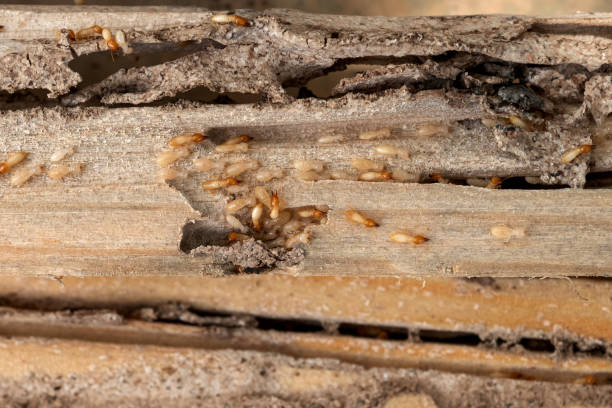 Best Flea Control Services  in Yorkvle, IL