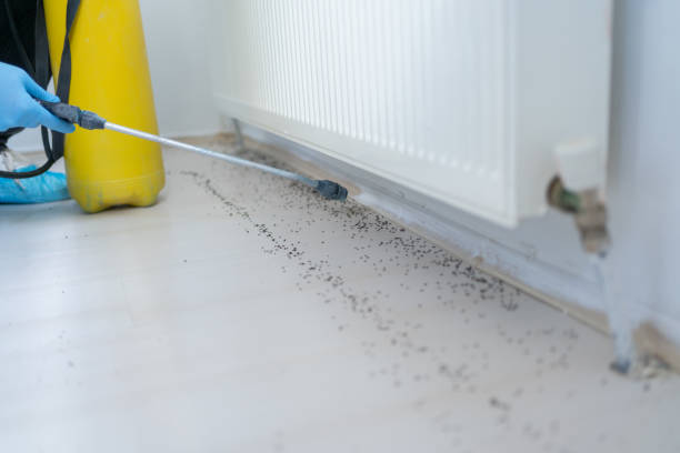 Best Wasp Removal Services  in Yorkvle, IL